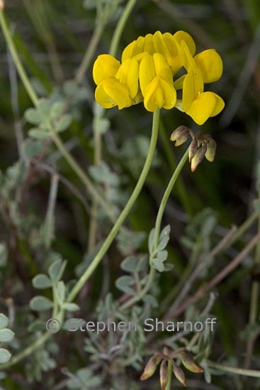 coronilla sp 1 graphic