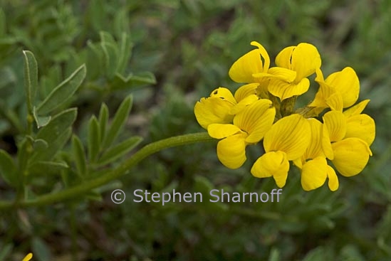 coronilla sp 2 graphic