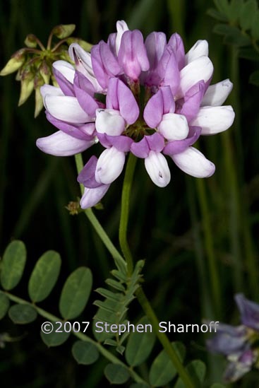 coronilla varia 1 graphic