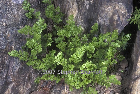 cryptogramma cascadensis 1 graphic