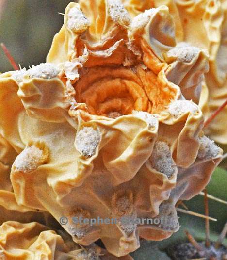 cylindropuntia viridiflora 5 graphic
