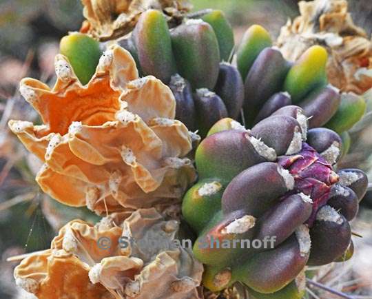 cylindropuntia viridiflora 6 graphic