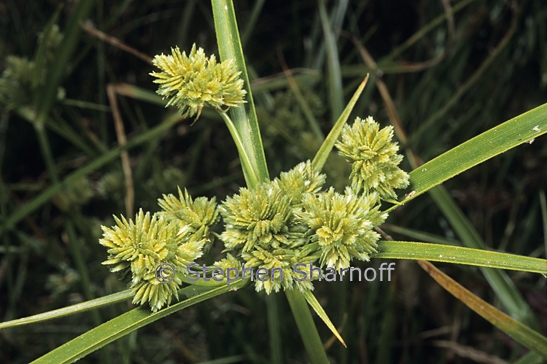 cyperus sp 1 graphic