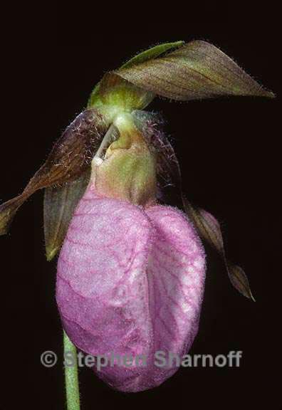 cypripedium sp 1 graphic