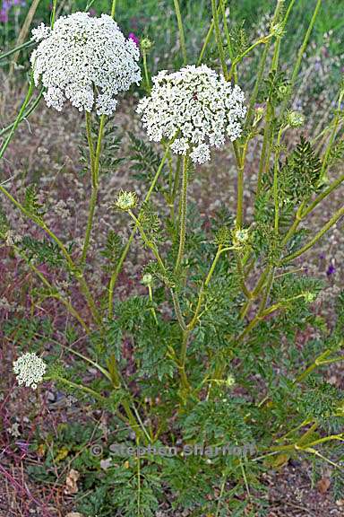 daucus carota 3 graphic