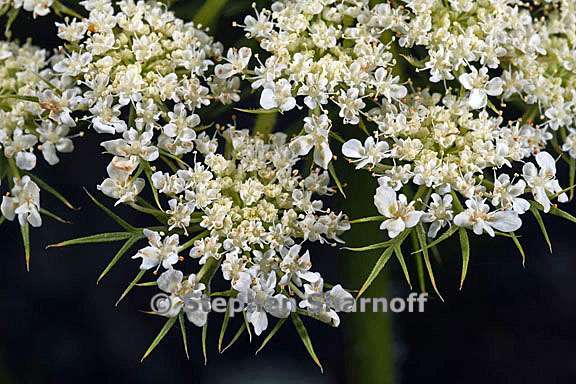 daucus carota 7 graphic