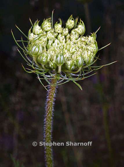 daucus carota 8 graphic