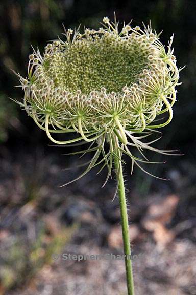 daucus carota 16 graphic