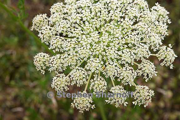 daucus carota 4 graphic