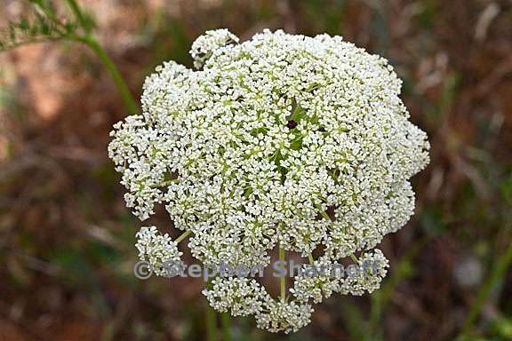 daucus carota 5 graphic