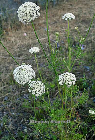 daucus carota 1 graphic