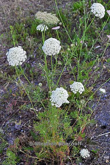 daucus carota 2 graphic