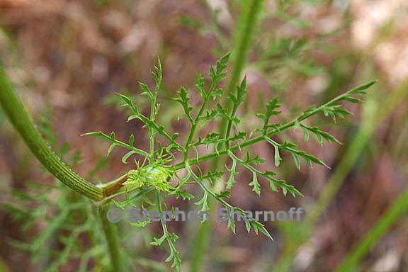 daucus carota 6 graphic