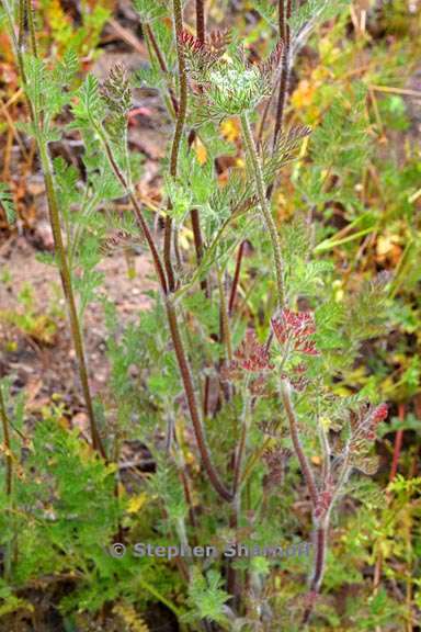 daucus pusilus 6 graphic