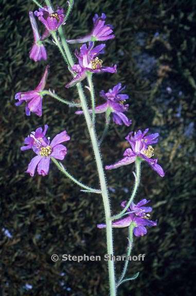 delphinium gracilentum 19 graphic