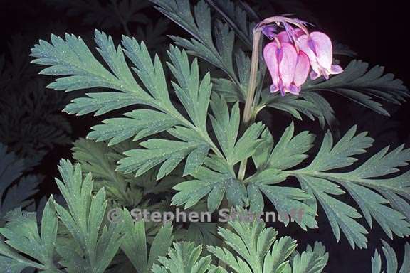 dicentra formosa 5 graphic