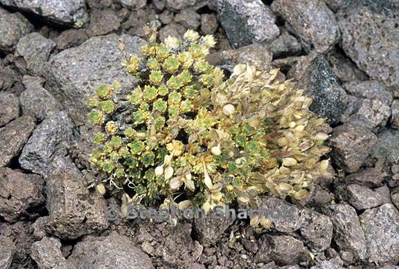 draba densifolia 2 graphic