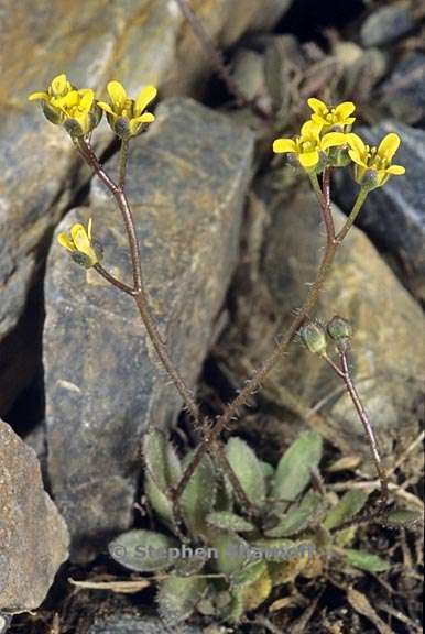 draba longisquamosa 1 graphic