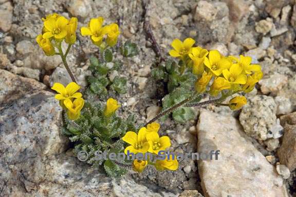 draba longisquamosa 2 graphic