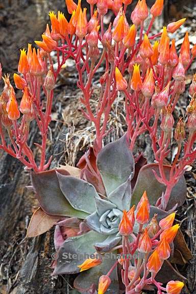 dudleya cymosa ssp cymosa 10 graphic