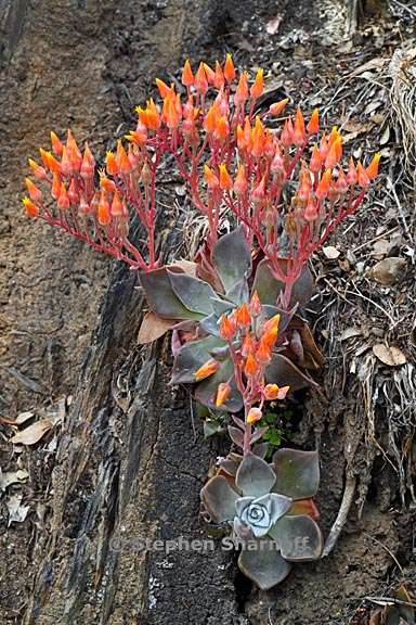 dudleya cymosa ssp cymosa 9 graphic