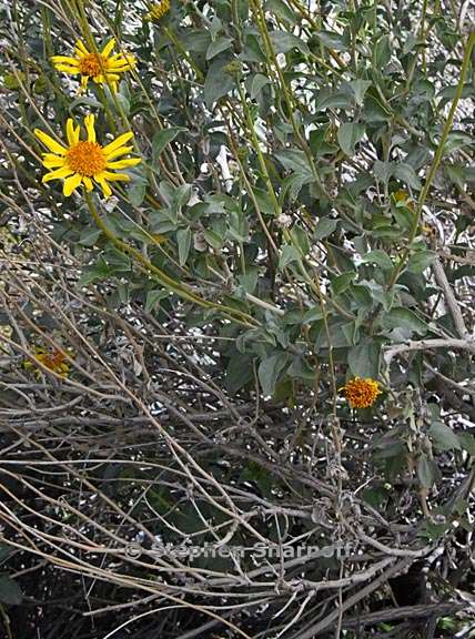 encelia actoni 2 graphic