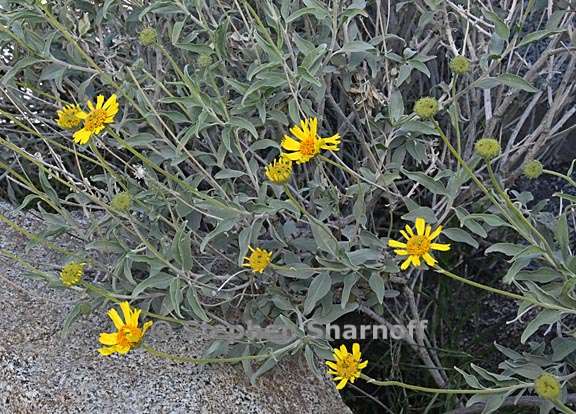 encelia actoni 3 graphic