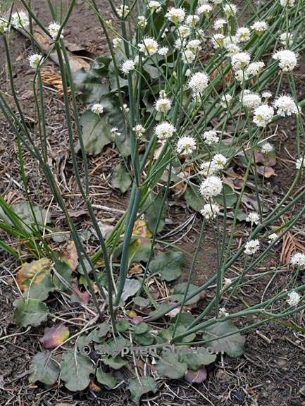 eriogonum nudum var nudum 1 graphic