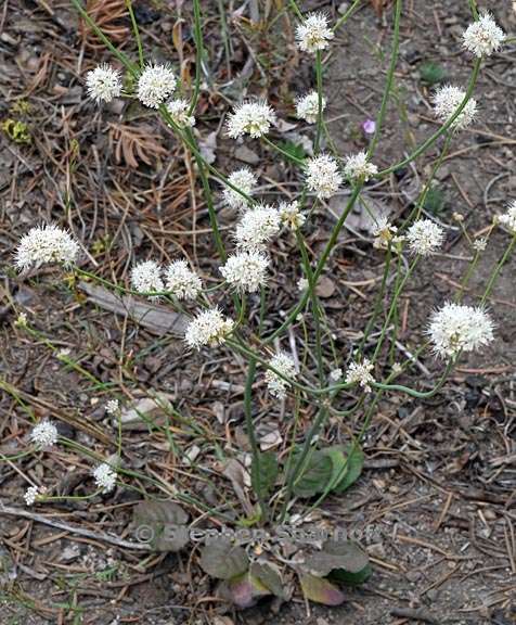 eriogonum nudum var nudum 2 graphic