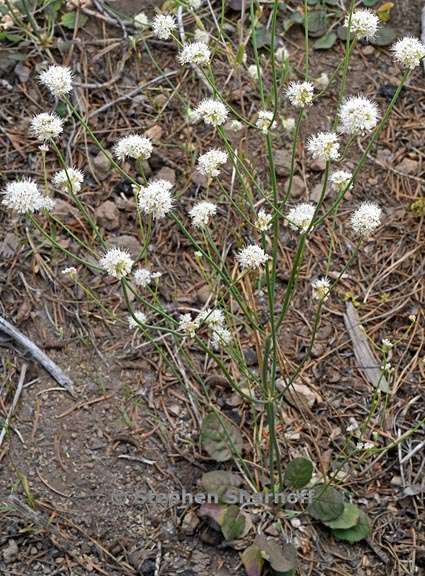 eriogonum nudum var nudum 3 graphic