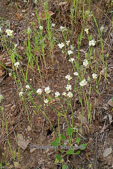 eriogonum nudum 3 graphic