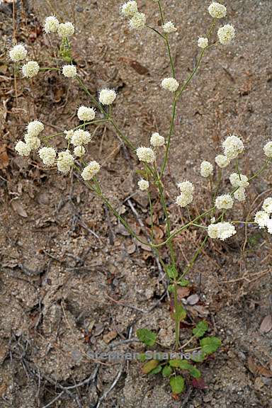 eriogonum nudum 1 graphic