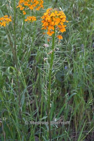 erysimum capitatum 2 graphic