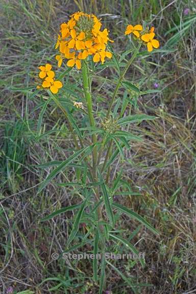 erysimum capitatum 3 graphic