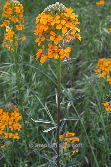 erysimum capitatum 1 graphic