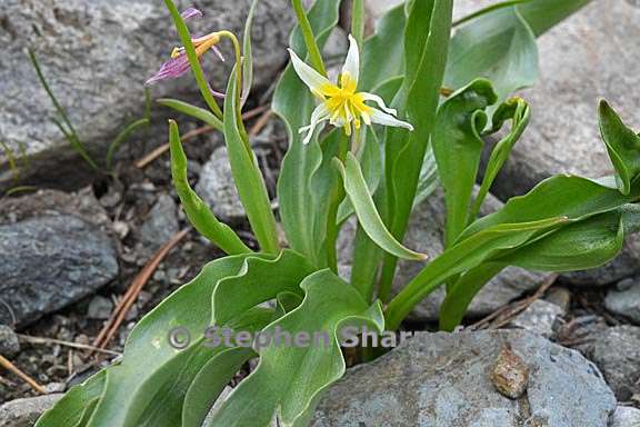 erythronium purpurascens 3 graphic