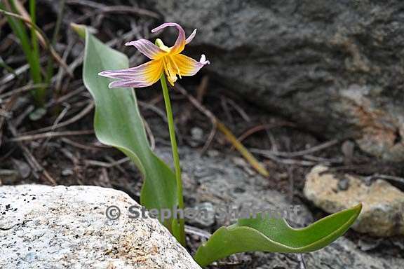 erythronium purpurascens 2 graphic