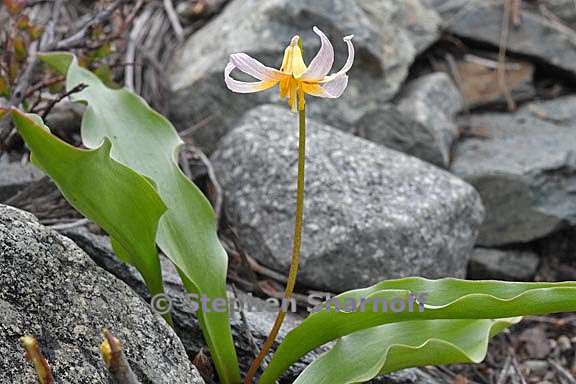 erythronium purpurascens 1 graphic