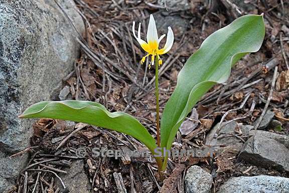 erythronium purpurascens 4 graphic