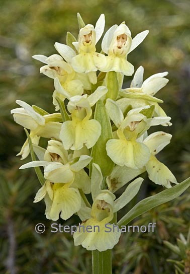 dactylorhiza sambucina 1 graphic