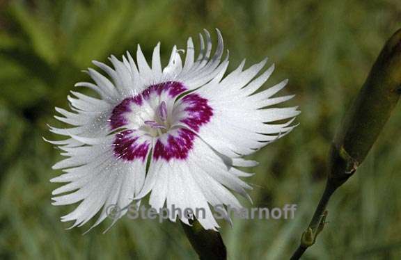 dianthus plumarius 1 graphic