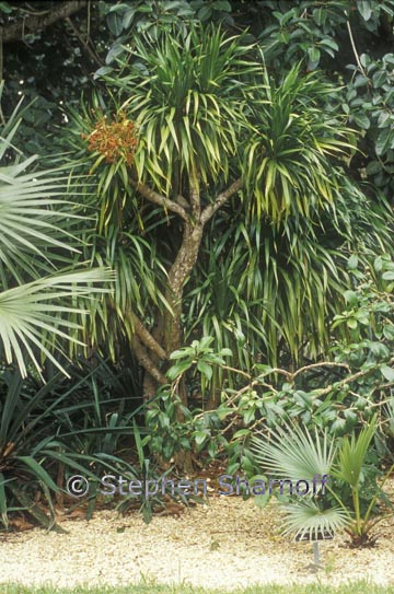 dracena sp 1 graphic