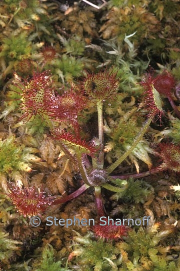 drosera rotundifolia 3 graphic