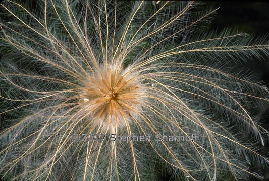 dryas drummondii seedhead graphic