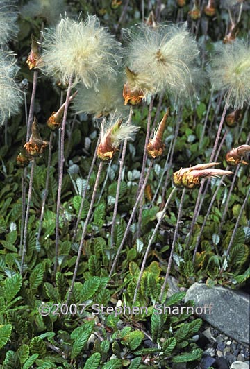 dryas drummondii seedheads 1 graphic