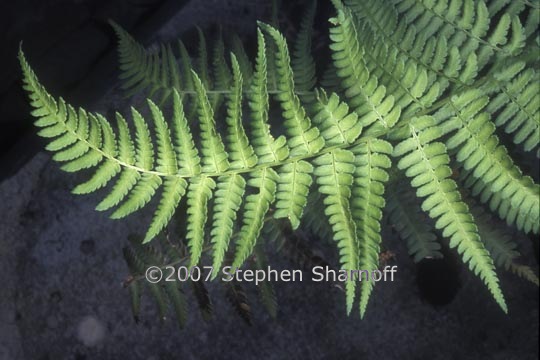 dryopteris sp 1 graphic