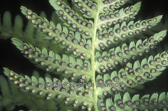 dryopteris sp 2 graphic