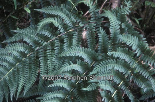 dryopteris arguta 1 graphic