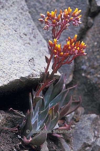 dudleya sp 1 graphic