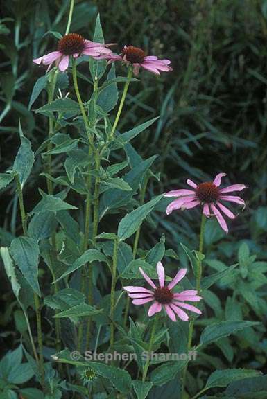 echinacea purpurea 1 graphic